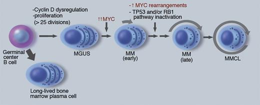The role of MYC in pathogenesis of multiple myeloma. MM pathogenesis is depicted as a linear pathway that appears to be initiated in a germinal center B cell, with subsequent transformation to a premalignant MGUS tumor that is stable but can sporadically progress to early MM, and then late MM, from which MM cell lines sometimes can be generated. The approximate fraction of cells actively cycling is depicted by length of arrow surrounding the cells. The dark nuclei reflect the antigen selection of cells after somatic hypermutation and IgH switch recombination. Some key pathogenic events are indicated, with further information in the text and references. Professional illustration by Marie Dauenheimer.