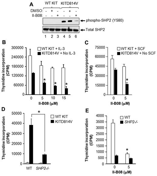 Figure 1. SHP2 is essential for constitutive growth of cells bearing oncogenic KITD814V. (A) The 32D cells were transduced with retrovirus bearing WT KIT or KITD814V as described in “Expression of WT and mutant KIT receptors in 32D cells and primary HSC/Ps.” Cells bearing WT KIT or KITD814V were starved of serum and growth factors for 6 hours followed by treatment with SHP2 inhibitor, II-B08 (20μM), for 1 hour, after which cells were lysed and equal amount of protein lysates were subjected to Western blot analysis using an anti–phospho-SHP2 (Y580) or total SHP2 antibody. Similar results were observed in 3 independent experiments. (B) The 32D cells bearing WT KIT or KITD814V were starved of serum and growth factors for 6 hours and subjected to proliferation assay in the presence or absence of indicated concentration of II-B08. Assay was performed in the presence of IL-3 (10 ng/mL) for cells bearing WT KIT and in the absence of growth factors for cells bearing oncogenic KITD814V. Bars represent the mean thymidine incorporation (CPM ± SD) from 1 of the 3 independent experiments performed in quadruplicate. *P < .005. (C) Primary BM-derived WT KIT or KITD814V-expressing cells from WT mice were starved for 6 hours and subjected to thymidine incorporation assay in the presence or absence of indicated concentrations of II-B08. Assays were performed in the presence of murine SCF (50 ng/mL) for cells bearing WT KIT and in the absence of growth factors for cells bearing oncogenic KITD814V. Bars represent the mean thymidine incorporation (CPM ± SD) from 1 of 3 independent experiments performed in quadruplicate. *P < .001. (D) Primary BM-derived cells expressing WT KIT or KITD814V from WT or SHP2−/− mice were starved and subjected to proliferation assay in the absence of growth factors by thymidine incorporation. Bars represent the mean thymidine incorporation (mean ± SD) from 1 of 3 independent experiments performed in quadruplicate. *P < .01, WT-KITD814V vs SHP2−/−-KITD814V. (E) Primary BM-derived cells expressing KITD814V from WT or SHP2−/− mice were starved and subjected to proliferation assay in the presence or absence of II-B08 (5μM) by thymidine incorporation. Bars represent the mean thymidine incorporation (mean ± SD) from 1 of 2 independent experiments performed in triplicate. *P < .05, WT-KITD814V-0μM vs WT-KITD814V-5μM.