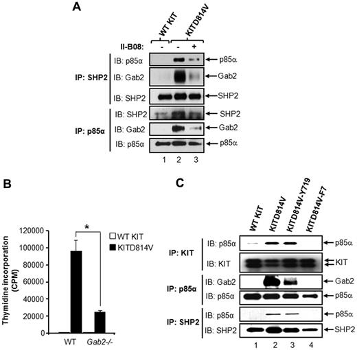 Figure 5. Tyrosine 719 in KIT receptor is sufficient for recruiting protein complex involving p85α, SHP2, and Gab2 to KITD814V. (A) The 32D cells bearing WT KIT or KITD814V were starved for 8 hours in serum- and growth factor-free medium followed by incubation with or without II-B08 (20μM) for 1 hour. After incubation, equal amounts of protein lysates were subjected to immunoprecipitation with anti-SHP2 or anti-p85α antibodies followed by Western blot analysis using anti-p85α, anti-SHP2, or anti-Gab2 antibodies. Similar results were observed in 2 independent experiments. (B) Primary BM-derived cells expressing WT KIT or KITD814V from WT or Gab2−/− mice were starved and subjected to proliferation assay in the absence of growth factors by thymidine incorporation. Bars represent the mean (± SD) thymidine incorporation from 1 of 3 independent ex-eriments performed in quadruplicate. *P < .01, WT-KITD814V vs Gab2−/−-KITD814V. (C) The 32D cells bearing WT KIT, KITD814V, KITD814V-Y719, or KITD814V-F7 were starved of serum and growth factors for 8 hours, and equal amounts of protein lysates were subjected to immunoprecipitation with an anti-KIT antibody, anti-p85α antibody, or anti-SHP2 antibody followed by Western blot analysis using anti-KIT, anti-p85α, anti-SHP2, or anti-Gab2 antibodies as indicated. Similar results were observed in 2 or 3 independent experiments.