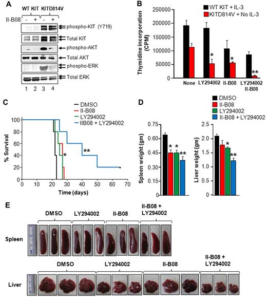 Figure 7. SHP2 inhibitor II-B08 enhances the efficacy of PI3K inhibitor in repressing oncogenic KITD814V-induced growth. (A) The 32D cells bearing WT KIT or KITD814V were starved for 6 hours followed by treatment with or without II-B08 (20μM) for 1 hour. After incubation, cells were lysed and equal amounts of protein lysates were subjected to Western blot analysis using an anti–phospho-KIT (Y719), total KIT, anti–phospho-AKT, total AKT, anti–phospho-ERK, or total ERK antibody as indicated. Similar results were observed in 3 independent experiments. (B) The 32D cells bearing WT KIT or KITD814V were starved of serum and growth factors for 6 hours and subjected to proliferation assay in the presence or absence of PI-3K inhibitor (LY294002, 2μM) and SHP2 inhibitor (II-B08, 5μM) alone or in combination. Bars represent the mean thymidine incorporation (CPM ± SD) from 1 of 3 independent experiments performed in quadruplicate. *P < .05, no GF vs LY294002 or II-B08. **P < .05, LY294002 or II-B08 vs LY294002 and II-B08. (C) Kaplan-Meier survival analysis of MPD mice treated with II-B08 or LY294002 alone or in combination. The 32D cells bearing oncogenic KITD814V were injected into syngeneic C3H/HeJ mice through tail vein. After 48 hours, mice were treated with either vehicle DMSO or II-B08 (50 mg/kg body weight) or LY294002 (10 mg/kg body weight) or a combination of II-B08 and LY294002 (50 + 10 mg/kg body weight, respectively) at 24-hour intervals for 21 days (n = 5). Significantly prolonged survival of mice treated with II-B08 or LY294002 alone or in combination was observed compared with mice treated with DMSO. *P < .05, DMSO vs II-B08 or LY294002. **P < .05, II-B08 or LY294002 vs II-B08 and LY294002. (D-E) Reduced splenomegaly and hepatomegaly in mice treated with II-B08 or LY294002 or combination. Average weights (D) and pictures (E) of spleens and livers from mice transplanted with cells bearing oncogenic KITD814V and treated with DMSO or II-B08 or LY294002 or combination of II-B08 and LY294002. Significant reduction in spleen and liver weights was observed in mice treated with II-B08 or LY294002 or combination of II-B08 and LY294002 compared with mice treated with DMSO. n = 4. *P < .05, DMSO vs II-B08 or LY294002. **P < .05, II-B08 or LY294002 vs II-B08 and LY294002.