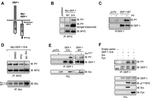 Figure 1. DEP-1 is tyrosine phosphorylated in a SFK-dependent manner. (A) Structure of full-length DEP-1 and Myc-tagged Myr-DEP-1. (B) Myr-DEP-1 WT and inactive Myr-DEP-1 D/A mutant were expressed in HEK 293 cells. Tyrosine phosphorylation of immunoprecipitated DEP-1 was analyzed by immunoblotting (IB) with the PY99 phosphotyrosine antibody (PY). The membrane was stripped and reprobed with the Myc antibody to detect equivalent levels of immunoprecipitated Myr-DEP-1. (C) Tyrosine phosphorylation of full-length WT DEP-1 is increased by pervanadate (PV) treatment of HEK 293T cells transfected with empty vector (pmT2) or full-length WT DEP-1. At 48 hours after transfection, cells were incubated or not with PV (100μM) for 20 minutes before cell lysis. DEP-1 was immunoprecipitated (IP) with the clone 143-41 mouse antibody, and its tyrosine phosphorylation determined by immunoblotting with the PY99 antibody. The membrane was stripped and reprobed with the DEP-1 antibody (clone 143-41) to show similar levels of immunoprecipitated DEP-1. (D) Tyrosine phosphorylation of Myr-DEP-1 D/A is impaired by PP2 or by a Src dominant-negative mutant. HEK 293 cells were transfected with Myr-DEP-1 D/A and incubated with either PP2 (5μM; 30 minutes) or vehicle (DMSO), or cotransfected with a Src dominant-negative mutant (RF-Src). Tyrosine phosphorylation of immunoprecipitated DEP-1 was detected as described in panel B. Src-RF expression was determined after immunoprecipitation with the mouse Src antibody (GD11 clone) and immunodetection with the rabbit clone 36D10. (E) Tyrosine phosphorylation of DEP-1 is increased by coexpression of a constitutively active Src mutant. HEK 293T cells were transfected with empty vector (pmT2), WT DEP-1, or the C/S mutant in the presence or not of active Src Y527F. Tyrosine phosphorylation of immunoprecipitated DEP-1 was determined as described in panel C. Immunoblotting of total cell lysates with the Src antibody (clone GD11) reveals equivalent Src Y527F expression levels. (F) WT Src and Fyn promote DEP-1 D/A tyrosine phosphorylation. SYF MEFs were transfected with empty vector (pmT2), the DEP-1 D/A mutant alone, or in combination with either WT Src- or Fyn-encoding vectors. Phosphorylation of immunoprecipitated DEP-1 is revealed as described in panel C. Immunoblotting of total cell lysates with the indicated antibodies demonstrates similar amounts of DEP-1 and SFKs in the various conditions. All results are representative of 3 independent experiments.