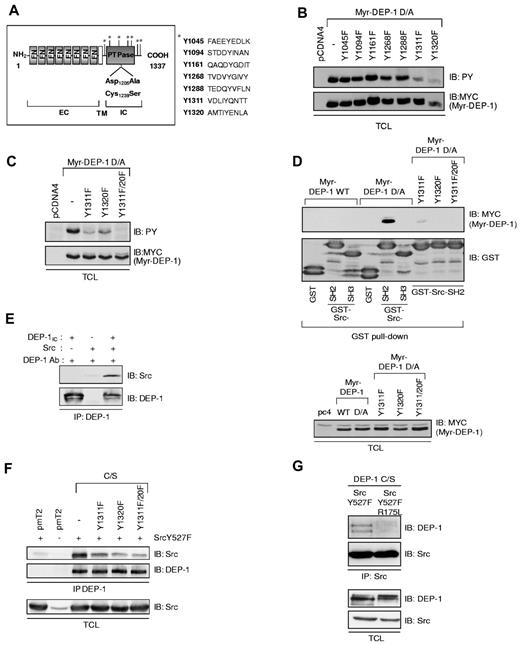 Figure 2. DEP-1 Y1311 and Y1320 are major phosphorylation sites that associate with Src via its SH2 domain. (A) Diagram representing the potential SFK tyrosine phosphorylation sites in the intracellular domain of DEP-1 according to published consensus sequences or Scansite predictions (http://scansite.mit.edu/). FN indicates fibronectin-type III-like repeats; EC, extracellular; TM, transmembrane; and IC, intracellular. (B) HEK 293 cells were transfected with “nonmutated” (−) Myr-DEP-1 D/A or the various Y/F mutants. Their tyrosine phosphorylation was detected by immunoblotting (IB) total cell lysates (TCL) with the PY99 antibody (PY). Expression levels of transfected Myr-DEP-1 were detected with a Myc antibody. (C) HEK 293 cells were transfected with Myr-DEP-1 mutated at both Y1311 and Y1320, which is not detectably tyrosine phosphorylated. (D) DEP-1 associates with the Src SH2 domain via its phosphorylated Y1311 and Y1320 residues. Lysates of HEK 293 cells transfected with the indicated constructs were incubated with GST-Src-SH2, GST-Src-SH3, or with GST alone. Association of DEP-1 with Src domains was detected by immunoblotting with the MYC antibody. The equivalent amount of GST fusion proteins used in the pull-down assay is detected with a GST antibody. (Bottom panel) Lysates of transfected HEK 293 cells were immunoblotted with the MYC antibody to show the similar expression level of DEP-1 constructs. (E) In vitro association of recombinant Src with the purified intracellular domain of DEP-1 (DEP-1IC) previously phosphorylated by Src in vitro. DEP-1IC was immunoprecipitated with DEP-1 goat antibodies and associated Src was immunodetected using the 36D10 clone. (F) The association of DEP-1 C/S and DEP-1 C/S Y/F mutants to Src was investigated in HEK 293T cells cotransfected with constitutively active Src, to induce maximal tyrosine phosphorylation of DEP-1. The coprecipitation of Src with DEP-1 and the equal expression of Src Y527F were detected by immunoblotting with a Src antibody (GD11 clone). (G) Mutation in the Src SH2 domain abrogates its ability to associate with DEP-1. HEK 293T cells were cotransfected with DEP-1 C/S and activated Src Y527F or the Src Y527F/R175L SH2 domain mutant. Src was immunoprecipitated with the mouse GD11 mouse clone, and associated DEP-1 was detected with the goat antibody. Immunoblotting of total cell lysates with the DEP-1 goat antibody or the Src GD11 antibody reveal that equal amounts of Src and DEP-1 constructs were expressed. All results are representative of at least 3 independent experiments.