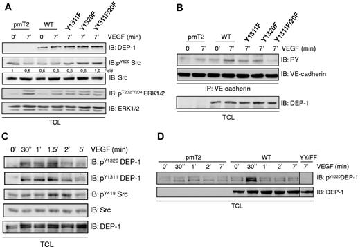 Figure 4. VEGF-dependent phosphorylation of DEP-1 on Y1311 and Y1320 mediate Src activation in endothelial cells. (A) BAECS were transfected with empty vector (pmT2), WT DEP-1, and the indicated mutants, serum-starved, and then stimulated with VEGF (50 ng/mL) for 7 minutes. Src dephosphorylation on Y529 was detected using a phospho-specific antibody recognizing phosphorylated Y529. Densitometry ratios of pY529Src/Src levels were quantified using Quantity One software from Bio-Rad. As an indication of VEGF-dependent signaling, the activation of ERK1/2 was monitored by detecting phosphorylated T202/Y204. Equivalent signaling is observed in cells expressing WT DEP-1 and mutants. (B) BAECs were treated as in panel A. The phosphorylation of VE-cadherin was investigated after the immunoprecipitation of VE-cadherin and its immunodetection with the PY99 antibody. (C) HUVECs were serum-starved and stimulated with VEGF for the indicated times. Phosphorylation of endogenous DEP-1 is detected in total cell lysates (TCL) using phospho-specific antibodies detecting pY1311 and pY1320. The phosphorylation/activation status of Src on Y418 is determined by immunoblotting total cell lysates with the pY418Src antibody. Results suggest that VEGF-induced DEP-1 tyrosine phosphorylation is concomitant with Src activation. (D) The VEGF-mediated tyrosine phosphorylation of DEP-1 on Y1320 is enhanced in BAECs overexpressing WT DEP-1, but abrogated in cells expressing the Y1311F/Y1320F mutant (YY/FF). These results are representative of at least 3 independent experiments.