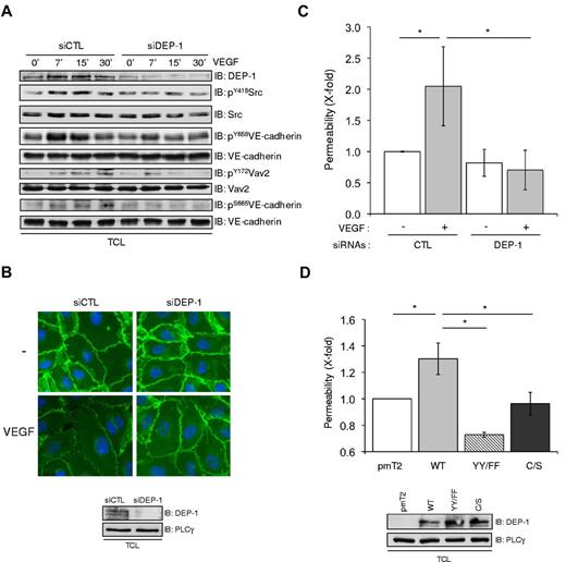 Figure 5. DEP-1 and its C-terminal Y1311 and Y1320 are essential mediators of VEGF-dependent endothelial permeability. (A) DEP-1 promotes VEGF-dependent VE-cadherin phosphorylation. HUVECs were transfected with control (CTL) or DEP-1 siRNAs, serum-starved for 6 hours, and then stimulated with VEGF for the indicated times. The phosphorylation level of Src, VE-cadherin, and Vav2 was determined by immunoblotting with the indicated phospho-specific antibodies. Results are representative of at least 3 independent experiments. (B) DEP-1 is required for VEGF-induced loosening of cell-cell junctions. Control (CTL) and DEP-1–depleted cells were stimulated with VEGF (50 ng/mL) for 30 minutes and stained with β-catenin and anti–mouse Alexa 488 secondary antibodies. Bottom panel, RNAi-mediated decrease in DEP-1 expression levels. Results are representative of 3 independent experiments. (C) DEP-1 mediates VEGF-induced endothelial permeability. Control (CTL) and DEP-1–silenced cells were plated on collagen-coated inserts. Forty-six hours later, cells were serum-starved for 2 hours and then stimulated or not with VEGF (50 ng/mL) for 30 minutes in the presence of FITC-dextran (in the upper chamber). VEGF-induced permeability was measured by detecting the fluorescence emitted by FITC-dextran present in aliquots that were collected from the bottom chambers. Data are presented as fold changes over unstimulated control (CTL) cells. Assays were conducted in triplicates and results are representative of 4 independent experiments; *P < .05. (D) HUVECs transfected with pmT2 empty vector, WT DEP-1, the Y1311F/1320F (YY/FF), or C/S mutants were plated on collagen-coated inserts, serum-starved for 1 hour and then stimulated for 30 minutes with VEGF in the presence of FITC-dextran, as described in panel C. Data are presented as fold changes over stimulated control (pmT2) cells. Assays were conducted in triplicates and results are representative of 3 independent experiments.