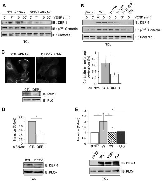 Figure 6. DEP-1 promotes VEGF-induced Cortactin tyrosine phosphorylation and endothelial cell invasion through Y1311 and Y1320. (A) HUVECs were transfected with control (CTL) and DEP-1 siRNAs and then stimulated with VEGF (50 ng/mL) as indicated in legend to Figure 5A. Cortactin tyrosine phosphorylation was monitored by immunoblotting total cell lysates (TCL) with the pY421Cortactin antibody. DEP-1 expression and Cortactin protein levels were detected with the DEP-1 goat and Cortactin (4F11clone) antibodies, respectively. (B) BAECs were transfected with WT and mutant DEP-1 constructs, serum-starved, and then stimulated 5 minutes with VEGF (50 ng/mL). Cortactin tyrosine phosphorylation and protein levels were monitored as described in panel A. (C) DEP-1 is required for the localization of Cortactin in membrane protrusions. HUVECs transfected with control (CTL) or DEP-1siRNAs were plated on gelatin-coated glass coverslips, serum-starved, and then stimulated with VEGF (10 ng/mL) for 5 minutes before cell fixation. Immunostaining with Cortactin (4F11 clone) and Alexa Fluor 594–coupled mouse secondary antibodies is shown. The percentage of cells with enriched localization of Cortactin in membrane protrusions was evaluated in control and DEP-1–depleted cells in 4 microscopic fields at ×40 magnification; *P < .05. (D) HUVECs were transfected with control (CTL) or DEP-1 siRNAs and seeded in duplicates 48 hours after transfection on Transwell filter inserts previously coated with 50 μL of Matrigel (2 mg/mL). Cells were allowed to invade for 24 hours, and then processed to visualize and count cells on the lower side of the filter. Results ± SD have been normalized using the average from the control condition; *P < .05. (E) HUVECs transfected with empty vector (pmT2), WT DEP-1, DEP-1 Y1311F/Y1320F (YY/FF), or DEP-1 C/S were plated in duplicates on Matrigel-coated filter inserts and processed as described in panel D. Results are representative of 5 independent experiments; *P < .05. All other results shown in this figure are representative of 3 independent experiments.