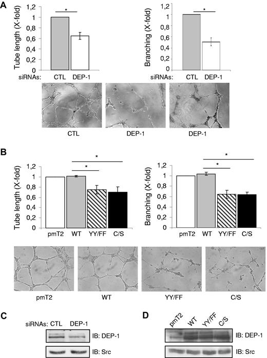 Figure 7. DEP-1, via Y1311 and Y1320, mediates the formation of branching capillary-like structures. (A) HUVECs transfected with control (CTL) or DEP-1 siRNAs were plated 48 hours after transfection on Matrigel (in duplicates) to promote the formation of capillary-like structures. The length of tubes formed as well as the number of branches at connecting nodes were quantified after 5-6 hours from 6 fields at ×10 magnification /well. Results ± SD have been normalized using the average from the control condition and are representative of 3 independent experiments; *P < .05. (B) HUVECS transfected with the indicated constructs were plated in duplicates on Matrigel to evaluate their ability to form branching capillary-like structures. Quantification was done as described in panel A and is representative of 3 independent experiments; *P < .05. (C) Representative DEP-1 expression level in RNAi-transfected cells. (D) Comparable expression level of DEP-1 and mutants in transfected HUVECs.