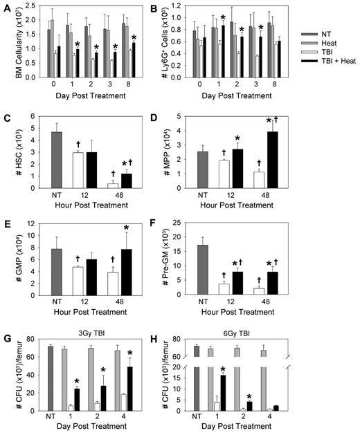 Figure 2. Mild heating increased the number of neutrophils and granulocytic progenitors in the bone marrow after TBI. (A) Bone marrow was isolated from the femur and tibia of C57BL/6 mice that received 3 Gy TBI with or without heat treatment, and then erythrocytes were lysed and total number of bone marrow cells was quantified. (B) The percentage of Ly6G+ cells was determined by flow cytometry. Neutrophil numbers were calculated using the percentage of Ly6G+ cells and the total bone marrow cell counts. (C-F) C57BL/6 mice were left untreated (NT), treated with TBI alone, or with 3 Gy TBI followed 2 hours later with a heat treatment. At 12 and 48 hours after treatment, bone marrow was isolated from one femur and tibia from each mouse and filtered. Erythrocytes were lysed and total number of cells quantified. Number of HSCs (C), multipotent progenitor (D), granulocyte-macrophage progenitor (E), and pre-granulocyte-macrophage progenitor (F) cells were determined using the percentage of each cell population as determined by flow cytometry and the overall bone marrow cell count. (G-H) CFU assays were performed using 2 × 104 bone marrow cells from mice given either 3 Gy (G) or 6 Gy (H) TBI with or without heat treatment. The bone marrow cells were mixed in methylcellulose with rmSCF, rmIL-3, and rhIL-6. On day 12, colonies were scored on coded plates for unbiased counts. Colony types were identified on a morphologic basis. The number of CFUs per femur was calculated. Each graph is representative of at least 2 separate experiments. n = 3-5 mice per group. †P < .04, compared with untreated mice. *P < .04, TBI alone mice versus TBI followed by heat treatment.