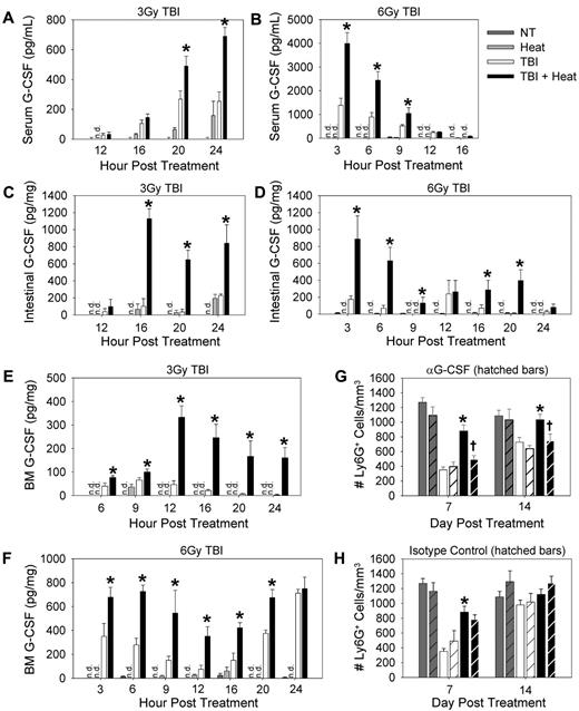 Figure 3. G-CSF is required for the thermally mediated acceleration of neutrophil recovery after TBI. G-CSF concentrations were determined by ELISA in the serum (A-B), intestinal lysates (50 μg; C-D), and bone marrow lysates (40 μg; E-F) of C57BL/6 mice given either 3 Gy (A,C,E) or 6 Gy (B,D,F) TBI. (G-H) Ly6G+ cells counts were performed in mice that have been given anti–G-SF neutralizing antibody (G) or isotype control antibody (H) given immediately after 3 Gy TBI and 2 hours after heat treatment. Hatched bars indicate mice that received antibody treatment. Each graph is a representative of at least 3 separate experiments. n = 3-5 mice per group. *P < .03, TBI alone group versus TBI followed by heat. †P < .04, TBI + heat + anti–G-SF group versus the TBI + heat group. n.d. indicates not detected.