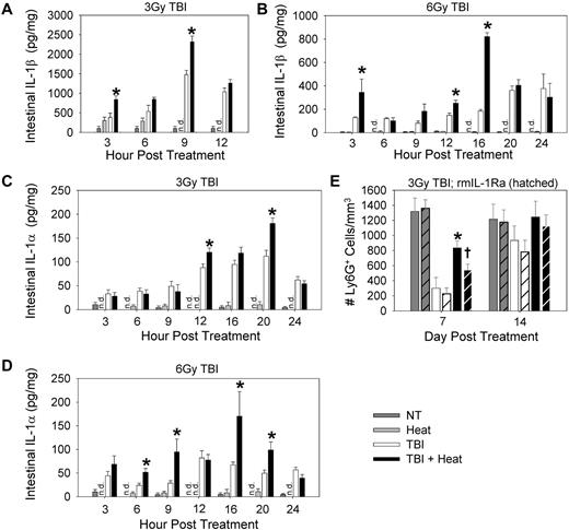 Figure 5. IL-1 is important for the thermally mediated increase in neutrophil numbers after TBI. Cell lysates from the intestine of C57BL/6 mice that received either 3 Gy (A,C) or 6 Gy (B,D) TBI with or without heat treatment were collected, and ELISAs were performed using 50 μg lysate per well to determine concentrations of IL-1β (A-B) or IL-1α (C-D). (E) Blocking IL-1 activity with rmIL-1Ra (given immediately before 3 Gy TBI and again every 12 hours for 3 days) reduces the effect of heating. Ly6G+ cell counts were performed on mice that received saline (solid bars) or rmIL-1Ra (hatched bars) in no treatment, TBI alone and TBI + heat groups. Each graph is a representative of at least 2 Ly6G+ cell counts were performed on mice that received rmIL-1Ra immediately before 3 Gy TBI separate experiments. n = 5 mice per group. *P < .03, TBI alone group vs TBI followed by heat treatment. †P < .04, TBI + heat group vs TBI + heat + rmIL-1Ra group. n.d. indicates not detected.