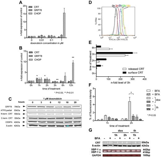 Figure 1. Anthracyclin treatment induces CRT expression on the cell surface and in the serum. CRT, GRP78, and CHOP mRNAs were determined by RT-PCR in HL-60 cells (A) stimulated for 20 hours with different concentrations of doxorubicin and (B) treated with 1μM of doxorubicin in a time course. (C) HL-60 cells were stimulated with 1μM of doxorubicin, and protein levels in whole cell lysates were determined by Western blot analysis; β-actin served as a loading control. (D) HL-60 cells were treated with 1μM of doxorubicin, and cs-CRT was determined by flow cytometry. (E) Again, HL-60 cells were treated with 1μM doxorubicin, and cs-CRT was determined by flow cytometry (black bars). White bars depict levels (ng/mL) of serum CRT detected by an N-terminus–specific CRT ELISA. Untreated control cells (0h) served as controls (1-fold). (F) HL-60 cells were treated with 1μM doxorubicin (dox; light gray bars) or with 0.5μM thapsigargin to induce ER stress (th; dark gray bars). Both stimulations were performed with (scattered bars) or without 1 hour before treatment of 10μM brefeldin A (BFA) to block anterograde traffic. (G) Cells from panel F were assessed for CRT protein levels and for XBP1 mRNA. u indicates unspliced; and s, spliced variant. β-actin and GAPDH served as loading controls, respectively. Because of limited slot number, Western blot and gel electrophoresis images were modified to arrange desired order. Vertical lines have been inserted to indicate a repositioned gel lane.
