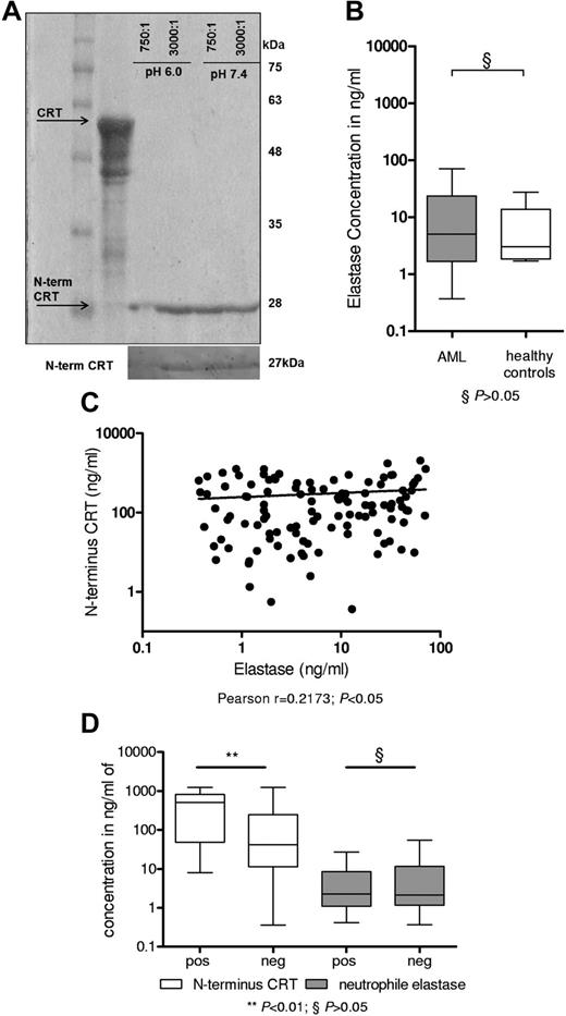 Figure 3. NE releases N-terminus CRT in patients with AML. (A) Recombinant full-length CRT protein was digested by NE at pH 6.0 and pH 7.4 for 2 hours. Coomassie staining depicted a band at 27 kDa. A Western blot analysis using an N-terminus CRT antibody is depicted below. (B) ELISA to detect human NE in 113 patients with AML at diagnosis and 7 healthy volunteers was performed. (C) The N-terminus CRT levels were correlated to NE levels (Pearson correlation coefficient: r = .2173; P < .05). (D) A total of 63 patients with AML could be investigated for the presence of the XBP1-spliced variant (positive: activated UPR; 19 patients vs negative: 44 patients). Patients with activated UPR had greater levels of N-terminal CRT (P < .001) but did not differ in serum neutrophil elastase levels (P = n.s.).