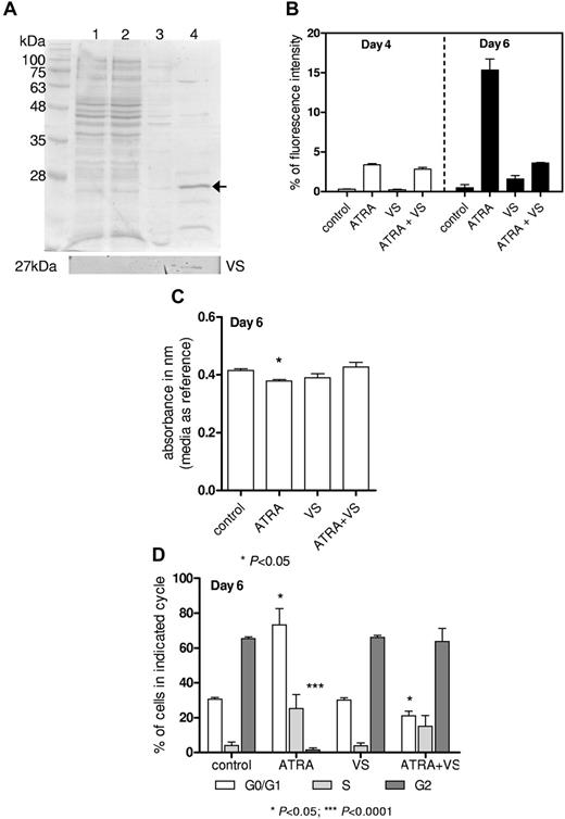 Figure 4. Vasostatin impairs differentiation. (A) Coomassie staining of steps during purification of recombinant Vasostatin; lane 1: whole protein lysates fraction; 2: unbound protein fraction; 3: washing step fraction; and 4: purified and concentrated protein (5 μg protein/lane). Bottom panel indicates Western blot with N-terminus CRT antibody. (B) 0.2 × 106/mL HL-60 cells were treated with 1μM ATRA and/or 2μM vasostatin. CD11b expression was determined by flow cytometry. (C) The proportion of metabolizing cells was assessed via use of the Alamar Blue Assay, and we identified a decrease in metabolizing cells in ATRA-treated HL-60 cells. (D) Cell-cycle analysis (propidium iodide staining) of HL-60 cells treated with ATRA and/or vasostatin.