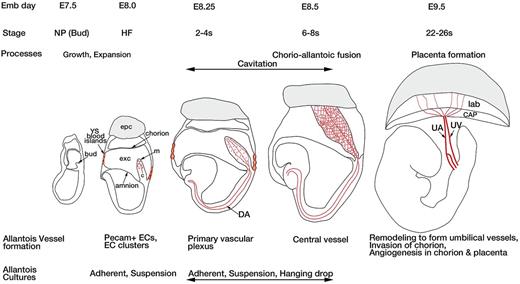 Figure 1. Diagrammatic representation of the developing mouse embryo from the neural plate (allantoic bud) stage to the 22-26 somite (s) stage highlighting the development of the allantois and its vasculature. The age in embryonic days (E), and the stages of development are indicated across the top, as are the developmental processes taking place in the allantois. The allantois first appears as a mesodermal bud emerging from the posterior end of the primitive streak. The bud grows and expands across the exocoelomic cavity and fuses with the chorion to form the chorioallantoic placenta. The processes in allantois vessel development at each stage are indicated across the bottom of the figure. ECs differentiate and migrate to form a primary vascular plexus. The plexus connects with the dorsal aortae of the embryo before chorio-allantoic fusion. The primary plexus remodels to form the central vessel; later, the umbilical artery and the umbilical vein form at E9.5. After chorio-allantoic fusion, the allantoic vessels invade the chroion and form the fetal vascular component of the labyrinthine layer of the placenta. C indicates allantois core; CAP, chorio-allantoic plate; DA, dorsal aorta; epc, ectoplacental cone; exc, exocoelomic cavity; lab, placental labyrinth; m, mesothelium; NP, neural plate; UA, umbilical artery; UV, umbilical vein; and ys, yolk sac.