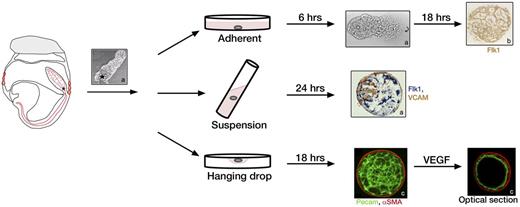 Figure 2. Three methods for allantois culture. Allantoises can be dissected from embryos from the HF to 4s stage and allowed to attach to glass, plastic, or filters for adherent cultures (top row), or they can be kept in suspension in rolling cultures (middle row) or hanging drops (bottom row). Asterisk indicates the proximal end of the allantois closest to the embryo. In adherent cultures the distal tip of the allantois attaches to the dish within 6 hours and a vascular plexus forms after 24 hours as indicated by staining with Flk1 (brown).31 Rolling cultures result in development of spheroids with 3 dimensional (3D) morphology, which can be stained whole as shown for Flk1 (blue) and VCAM (brown).19 Hanging drop cultures of allantoises also form 3D structures with a vascular plexus after 18 hours of culture. Image shows fluorescent staining of a whole mount allantois spheroid with α-SMA (red) and Pecam (green). After treatment with VEGF, the spheroid remodels into a single layer of Pecam-positive ECs surrounded by α-SMA–positive SMCs as shown in an optical section.111 Images a, b, and c are reprinted with permission from Downs et al,19 Arora et al,31 and Gentile et al,111 respectively.