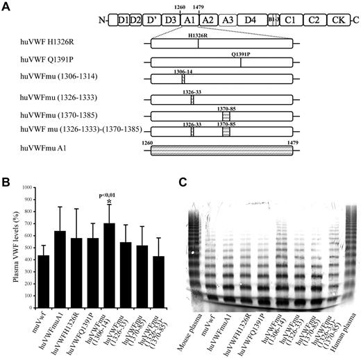 Figure 1. Construction and characterization of the different human-murine VWF chimeric constructs. (A) Schematic representation of the different VWF constructs with indications of human to murine amino acid changes introduced in human VWF A1 domain. Point mutations and insertions of murine amino acid sequences (shaded area) were done by site-directed mutagenesis. (B) VWF antigen levels after hydrodynamic injection of 150 μg of pCDNA6 containing the different constructs in VWF−/− mice. VWF plasma levels were quantified by ELISA 24 hours after hydrodynamic injection. (C) Multimeric profile of VWF expressed by VWF−/− mice after hydrodynamic injection of the various constructs. Plasma samples were analyzed using SDS/2% agarose gel electrophoresis.