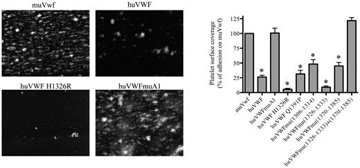 Figure 2. Analysis of the capacity of the different human-murine VWF chimeras to promote platelet adhesion in flow. Blood was collected from mice 1 day after hydrodynamic injection with pCDNA6 encoding muVwf, huVWF, or one of the chimeric variants. PPACK-anticoagulated whole blood was incubated with rhodamine 6G to fluorescently label platelets and perfused over collagen-coated glass coverslips (flow rate 2500 seconds−1) for a period of 1 minute. Unbound platelets were removed by subsequent perfusion with HEPES-Tyrode buffer. Thrombus formation was then visualized via image acquisition using Metamorph Version 7.0rl software. Shown are representative images for muVwf, huVWF, huVWF H1326R, and huVWFmuA1. Thrombus formation was quantified using ImageJ Version 1.44 software to calculate percentages of platelet surface coverage. Data represent the mean ± SEM of 3 independent perfusions, with 7-19 images being analyzed for each perfusion. Statistics were performed using 1-way ANOVA followed by the Dunnett multiple comparison test. The various constructs were compared with muVwf, and all except huVWFmu (1326-1333; 1370-1385) and huVWFmuA1 led to *P values < .05.