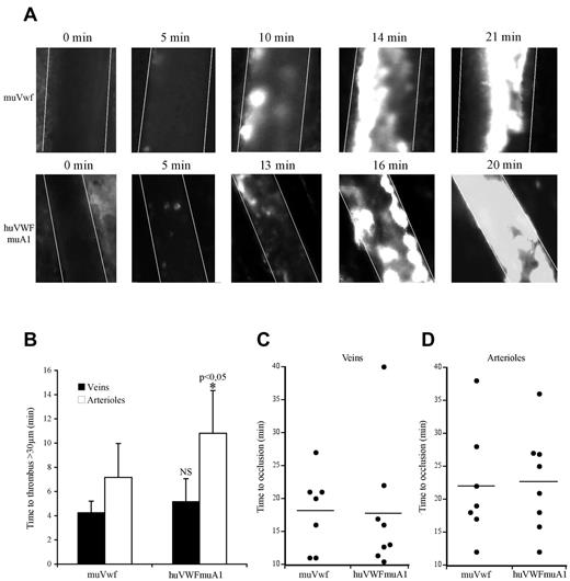 Figure 4. Comparative effect of huVWFmuA1 versus muVwf in thrombus formation in vivo. Four-week-old VWF−/− mice received 150 μg of pLIVE plasmid containing either huVWFmuA1 (n = 8) or control muVwf (n = 7) cDNA by hydrodynamic injection. Four days after, in vivo thrombosis was assessed after exposure of mesenteric vessels to 7.5% FeCl3 for 5 minutes. Platelets were labeled in vivo through injection of rhodamine 6G before mesentery dissection. Platelet accumulation was recorded during 40 minutes or until final occlusion of the vessel. (A) Photographs of arterioles from muVwf and huVWFmuA1-expressing mice at different time points after FeCl3 exposure. (B) Time necessary to form a thrombus > 30 μm in veins or arterioles of mice expressing muVwf or huVWFmuA1. *P < .05 in arterioles of huVWFmuA1-expressing mice compared with muVwf-expressing mice. Statistical analysis was done using Wilcoxon-Mann-Whitney rank-sum test. (C-D) Occlusion time in veins (C) and arterioles (D) of muVwf and huVWFmuA1-expressing mice. Result from an individual mouse is represented by a dot, and a horizontal line represents the mean time of occlusion for each group. Statistical analysis was done with Fisher exact 2-sided test.