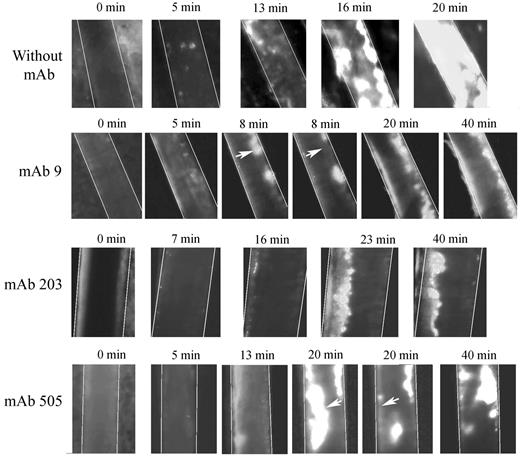 Figure 7. Representative images of thrombus formation in arterioles from huVWFmuA1-expressing mice treated with mAbs to VWF. Four- to 5-week-old VWF−/− mice expressing huVWFmuA1 were treated with 100 μg/mouse of mAb 9 (recognizing RGD-motif), mAb 203 or mAb 505 (both recognizing A3 domain) 4 days after hydrodynamic injection. Platelets were labeled in vivo through injection of rhodamine 6G before mesentery dissection. Vessel injury was induced by exposure of arterioles to 7.5% FeCl3. The experiment was recorded until occlusion or until 40 minutes in absence of occlusion. Pictures were taken at different time points after induction of vessel wall injury. White arrows point to embolization.