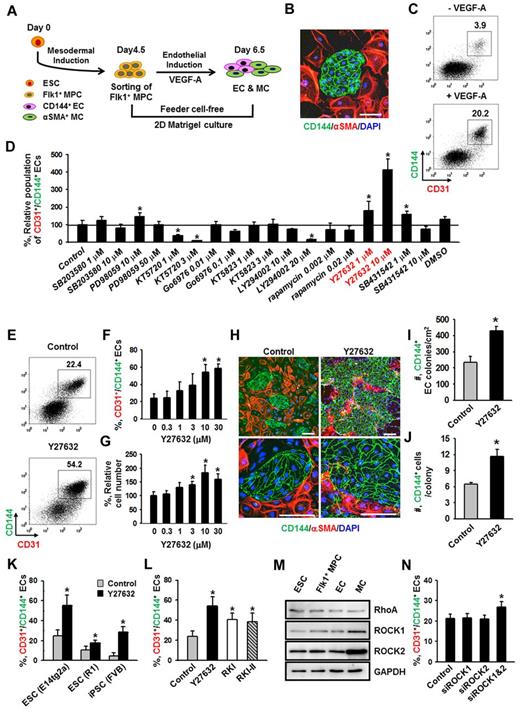 Figure 1. ROCK suppression promotes the differentiation and expansion of ECs from Flk1+ MPCs. (A) Protocol for differentiation of ECs. ESCs were cultured without leukemia inhibitory factor for 4.5 days for mesodermal induction. Flk1+ MPCs were then sorted by MACS and cultured with VEGF-A (50 ng/mL) for 2 days otherwise indicated in the presence of each indicated inhibitor, and their differentiation status was analyzed on day 6.5. (B) Immunofluorescence image showing CD144+ EC colonies, α-SMA+ MCs, and DAPI+ nuclei in differentiating Flk1+ MPCs. Scale bar represents 100 μm. (C) Representative FACS analysis of CD31+/CD144+ ECs incubated with or without VEGF-A(50 ng/mL). (D) Relative population of CD31+/CD144+ ECs grown with different inhibitors. Population of CD31+/CD144+ ECs grown with only VEGF-A (Control) was regarded as 100%. Each group, n = 3. *P < .01 versus Control. (E) Representative FACS analysis of CD31+/CD144+ ECs incubated with PBS (Control) or Y27632 (10μM). (F) Percentage of CD31+/CD144+ EC population incubated with various concentrations of Y27632. Each group, n = 3. *P < .01 versus 0. (G) Relative cell number of CD31+/CD144+ ECs incubated with various concentrations of Y27632. Each group, n = 3. *P < .01 versus 0. (H) Immunofluorescence images showing CD144+ EC colonies, α-SMA+ MCs, and DAPI+ nuclei in differentiating Flk1+ MPCs incubated with PBS (Control) or Y27632 (10μM). Scale bars represent 100 μm. (I-J) Comparisons of EC colony formation in a given area (cm2) and cell number in each EC colony at 36 hours after the endothelial induction. Each group, n = 4. *P < .01 versus Control. (K) Percentage of CD31+/CD144+ EC population incubated with PBS (Control) or Y27632 (10μM) in Flk1+ MPCs derived from different kinds of ESCs (E14tg2a and R1) and iPSC. Each group, n = 3. *P < .01 versus Control. (L) Percentage of CD31+/CD144+ EC population incubated with various ROCK inhibitors. Each group, n = 3. *P < .01 versus Control. (M) Immunoblotting for RhoA, ROCK1, and ROCK2 in different cell types: ESC (E14tg2a), Flk1+ MPCs, ECs, and MCs. (N) Percentage of CD31+/CD144+ EC population incubated with nonspecific control siRNA (Control), siRNA for ROCK1 (siROCK1), ROCK2 (siROCK2), or both (siROCK1 and siROCK2). Each group, n = 4. *P < .01 versus Control.