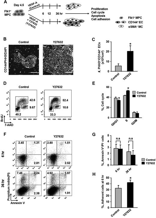Figure 2. Expansion of differentiated ECs by ROCK suppression is mainly the result of the promotions of EC proliferation and Flk1+ MPC adhesion. (A) Diagram of time points (6, 12, and 36 hours) for assays of proliferation, cell cycle, apoptosis, and adhesion in differentiating Flk1+ MPCs incubated with VEGF-A (50 ng/mL; Control) or VEGF-A (50 ng/mL) plus Y27632 (10μM; Y72632). (B) Immunofluorescence images showing PHH3+/CD144+ proliferative EC colonies and DAPI+ nuclei at 36 hours. Scale bars represent 100 μm. (C) Number of PHH3+/CD144+ ECs in cultured area (cm2) at 36 hours. Each group, n = 5. *P < .05 versus Control. (D) Representative FACS analysis showing cell cycle in CD144+ ECs from differentiating Flk1+ MPCs at 36 hours. (E) Percentage of CD144+ ECs under each phase of cell cycle at 36 hours. Each group, n = 3. *P < .01 versus Control. (F) Representative FACS analysis showing annexin V+/ PI− apoptotic cells. (G) Percentage of annexin V+/PI− apoptotic cells at 6 and 36 hours. Each group, n = 4. n.s represents statistically nonsignificant. (H) Percentage of adherent cells onto plate at 6 hours. Each group, n = 5. *P < .05 versus Control.