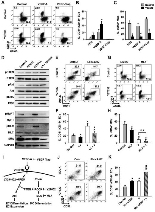 Figure 3. PI3-kinase/Akt signaling pathway, but not cAMP, is involved in ROCK suppression-induced expansion of ECs. Flk1+ MPCs were incubated with the indicated agents for 2 days, and analyses were performed on day 6.5. (A) Representative FACS analysis showing CD144+ ECs or α-SMA+ MCs incubated with PBS (Control) or Y27632 (10μM) in the absence or presence of VEGF-A (50 ng/mL) and VEGF-Trap (5 μg/mL). (B-C) Percentage of CD31+/CD144+ EC population and α-SMA+ MC population. (B) Each group, n = 3. *P < .01 versus Control. (C) Each group, n = 4. *P < .01 versus each Control. (D) Immunoblotting for pPTEN, PTEN, pAkt, Akt, pERK, ERK, pMyPT, MyPT, pMLC, MLC, α-SMA, and GAPDH in Flk1+ MPCs treated with PBS (Control), Y27632 (10μM), VEGF-A (50 ng/mL; VA), or VA plus Y27632. The Flk1+ MPCs were cultured for 12 hours, starved for 6 hours with or without Y27632, and then treated with VEGF-A (50 ng/mL) for 10 minutes. Results from 4 independent trials were similar to each other. (E) Representative FACS analysis of CD31+/CD144+ ECs incubated with 0.1% DMSO or LY294002 (20μM; LY) in the presence of PBS (Control) or Y27632 (10μM; Y). (F) Percentage of CD31+/CD144+ EC population. Each group, n = 3. *P < .01 versus DMSO; #P < .01 versus Y27632. (G) Representative FACS analysis of α-SMA+ MCs or CD144+ ECs incubated with 0. 1% DMSO or ML7 (5μM) in the presence of PBS (Control) or Y27632 (10μM). (H) Percentage of α-SMA+ MC population. Each group, n = 3. *P < .01 versus DMSO. n.s represents statistically nonsignificant. (I) Schematic diagram showing the negative involvement of ROCK in VEGF-A/VEGFR2/PI3-kinase/AKT signaling pathway via PTEN in differentiation of ECs and the positive involvement of ROCK in differentiation of MCs via MLC in the Flk1+ MPCs. Specific inhibitors for each signaling molecules are indicated. (J) Representative FACS analysis of CD31+/CD144+ ECs incubated with PBS (Control) or 8br-cAMP (0.5mM) in the presence of PBS (Control) or Y27632 (10μM; Y). (K) Percentage of CD31+/CD144+ EC population. Each group, n = 4. *P < .01 versus Control. #P < .01 versus 8br-cAMP or Y27632.