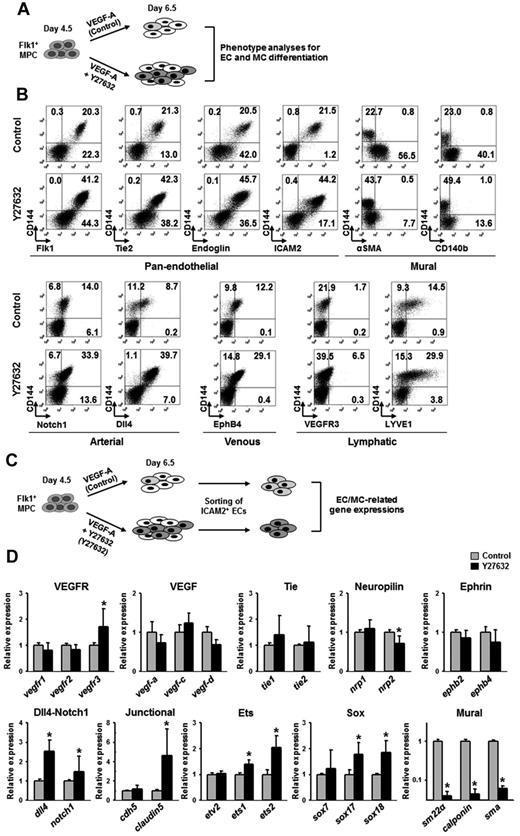 Figure 4. ROCK suppression-induced ECs express EC-specific genes. (A) Diagram of cell preparations for phenotype analyses of EC and MC differentiation. Flk1+ MPCs were incubated with only VEGF-A (50 ng/mL; Control) and VEGF-A (50 ng/mL) plus Y27632 (10μM; Y27632) for 2 days. (B) Representative FACS analysis for phenotypic markers in CD144+ cells; pan-endothelial, mural, and arterial, venous, and lymphatic ECs. (C) Diagram of cell preparations for analyses of gene expression related to differentiation of ECs and MCs. The cells in diagram panel A were sorted with anti-ICAM2 antibody, and gene expressions in each population of ICAM2+ ECs were analyzed by quantitative RT-PCR. (D) Comparisons of EC and MC differentiation-related gene expressions. Each group, n = 3. *P < .01 versus each Control.