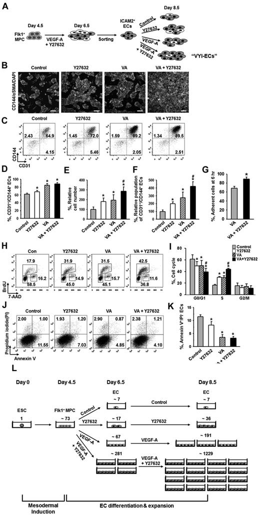 Figure 5. ROCK suppression continuously promotes the expansion of ECs. (A) ICAM2+ ECs were further incubated with PBS (Control), Y27632 (10μM), VEGF-A (50 ng/mL; VA), or Y27632 (10μM) plus VEGF-A (50 ng/mL) for 2 days, and analyses were performed at day 8.5. (B) Immunofluorescence images showing CD144+ EC colonies, α-SMA+ MCs, and DAPI+ nuclei. Scale bars represent 100 μm. (C) Representative FACS analysis of CD31+/CD144+ ECs. (D) Percentage of CD31+/CD144+ EC population. Each group, n = 3. *P < .01 versus Control. (E) Relative cell number of ICAM2+ ECs. Each group, n = 3. *P < .01 versus Control. #P < .01 versus VEGF-A. (F) Relative population of CD31+/CD144+ ECs. Population of CD31+/CD144+ ECs grown without VEGF-A and Y27632 was regarded as 100%. Each group, n = 3. *P < .01 versus Control. #P < .01 versus VEGF-A. (G) Percentage of adherent ICAM2+ ECs onto plate at 6 hours. Each group, n = 3. *P < .05 versus VEGF-A. (H) Representative FACS analysis showing cell cycle in ICAM2+ ECs at 12 hours. (I) Percentage of ICAM2+ ECs under each phase of cell cycle at 12 hours. Each group, n = 3. *P < .01 versus Control. #P < .01 versus VEGF-A. (J) Representative FACS analysis of annexin V+/PI− apoptotic ECs. (K) Percentage of annexin V+/PI− ECs. Each group, n = 3. *P < .01 versus Control. (L) Estimation and comparison of number of ECs generated from one ESC grown with indicated agents in the 2D Matrigel system at day 6.5 and 8.5. Estimation was calculated from 5 independent incubations.