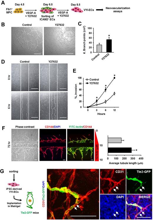 Figure 6. VYI-ECs have neovasculogenic capabilities in vitro and in vivo. (A) Diagram of VYI-EC preparation for analyses of neovasculogenic activities. VYI-ECs were applied for tube-forming assay, scratch wound healing assay, microfluidic angiogenesis assay using VEGF-A (50 ng/mL; Control) or VEGF-A (50 ng/mL) plus Y27632 (10μM; Y72632) as supplemental materials, and in vivo Matrigel plug implantation assay. (B) Representative phase-contrast images showing network and branch formations of VYI-ECs at 12 hours. Scale bars represent 100 μm. (C) Number of branch points in a given area (cm2). Branch point was defined as the contact point of 3 or more endothelial tubes. Each group, n = 3. *P < .05 versus Control. (D) Representative phase-contrast images showing invasion of VYI-ECs (white dotted lines) into wound regions at 6 hours. White solid lines indicate the boundaries of wounding. Scale bars represent 100 μm. (E) Percentage of invasions. Area of wound at 0 hours is regarded as 100%. Each group, n = 3. *P < .05 versus Control. (F left): Representative phase-contrast and immunofluorescence images showing the sprouting of CD144+/FITC-lectin+ ECs into ECM scaffold at 48 hours after cell seeding. Upper ECM scaffold provides a negative gradient of Y27632 (0-10μM; Control), whereas lower ECM scaffold provides a constant concentration of Y27632 (10μM; Y27632). Nuclei were stained with DAPI. Scale bars represent 100 μm. (Right): Average length of sprouting ECs. *P < .05 versus Control. (G) Diagram of in vivo Matrigel plug assay. VYI-ECs derived from iPSCs were mixed with Matrigel supplemented with VEGF-A (500 ng/mL) and implanted into the dorsal flank of Tie2-GFP mouse. Implanted Matrigel was immunostained for CD31+ blood vessels and stained for DAPI+ nuclei. Donor-derived CD31+/GFP− blood vessels are formed in the gel, whereas invasion of recipient-derived CD31+/GFP+ blood vessels into the gel is detected. White arrows indicate the implanted VYI-ECs that have been integrated into recipient vessel. Scale bars represent 50 μm.