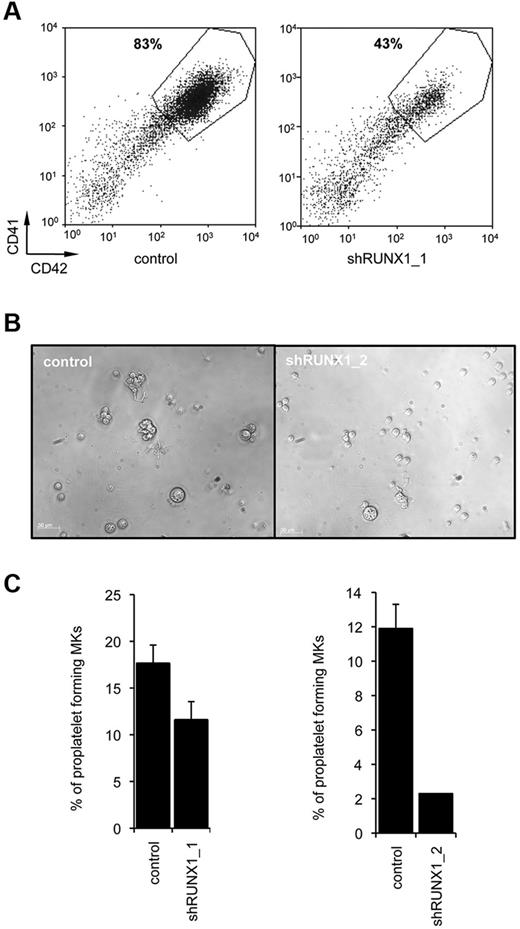 Figure 3. Effect of RUNX1 knockdown on in vitro megakaryopoiesis. CD34+ cells from control individuals were transduced with a lentivirus encoding either scramble shRNA (control) or RUNX1_1 shRNA or RUNX1_2 shRNA. Transduced CD34+ cells were grown in liquid medium in presence of TPO, IL3, IL6, SCF, and FLT3-L. (A) Flow cytometry analysis was performed after 10 days of culture. A representative analysis of 3 repeated experiments is shown. (B-C) CD41+CD42+GFP+ cells were sorted at day 10 of culture and seeded at 2 × 103 cells/well in 96-well plates. The percentage of proplatelet forming MKs was estimated at day 13. (B) Representative microscopic images representing control and shRUNX1_2 transduced proplatelet forming MKs. (C) The percentage of proplatelet forming MKs was estimated by counting MKs exhibiting 1 or more cytoplasmic processes with areas of constriction. A total of 500 cells per well was counted. The histograms show 1 representative experiment of 3, each in triplicate. Error bars represent ± SD of triplicate (n = 3 for both shRUNX1_1 and shRUNX1_2, P < .05).