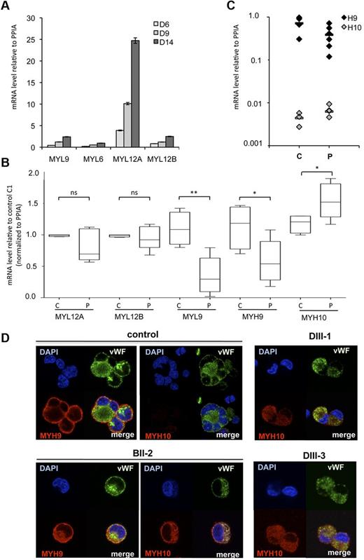 Figure 4. Myosin expression during normal and pathologic MK differentiation. (A) CD41+ MKs were derived from adult blood CD34+ cells and studied at 3 different days (D6 to D14 corresponding to cells with increasing maturity). MYL9, MYL6, MYL12A and MYL12B mRNA level were determined by real time RT-PCR. The histograms show 1 representative experiment of 2, each in triplicate. Error bars represent ± SD of triplicate. (B) Expression analysis of MYH9, MYH10, MYL9, MYL12A, and MYL12B genes in MKs of FPD/AML patients. CD34+ cells isolated from peripheral blood of 6 patients (P: AII-1, AII-2, BII-2, BII-3, DIII-1, and DIII-3) and 4 healthy individuals (C) were grown in liquid medium in presence of TPO, IL3, IL6, SCF, and FLT3-L. At day 10 of culture, mature (CD41+CD42+) MKs were sorted and mRNA level was analyzed by real time RT-PCR. Expression was compared with control C1. (*P < .05, **P < .01, ± SEM 2-tailed welch corrected). (C) MYH9 and MYH10 mRNA levels were detected by real time RT-PCR. (A-C) Real time RT-PCR was normalized to PPIA and HPRT. As similar results were obtained, only results normalized to PPIA are shown. (D) MYH9 and MYH10 proteins were detected by immunofluorescence labeling using antibodies against human MYH10, MYH9 (red), and von Willebrand Factor (VWF, green). Nucleus was stained with DAPI (blue).