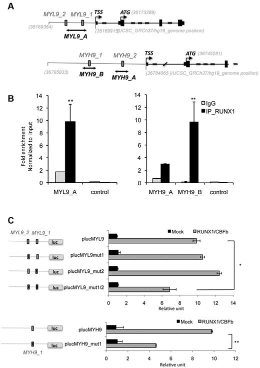Figure 5. MYL9 and MYH9 are direct target genes of RUNX1 in MKs. (A) Schematic representation of MYL9 and MYH9 promoters. Gray numbers indicate genomic location in UCSC database (GRCh37/hg19). Gray box indicate RUNX1 putative binding sites (MYL9_1, MYL9_2, MYH9_1, MYH9_2) and black lines show MYL9_A, MYH9_A and MYH9_B amplicon fragments studied in ChIP experiment, respectively localized in position: chr20:35169598-35169802, chr22:36784345-36784527, chr22:36785559-36785780. TSS indicates transcription start site and ATG translational start site. (B) Quantitative ChIP analysis was performed in MKs. Primers encompassing (MYL9_A, MYH9_A,_B) or not (control) RUNX1 site were used to amplify input genomic DNA and the DNA precipitated by antibodies against either normal IgG or RUNX1. A genomic region without RUNX1 binding site was used as negative control sequence (control). Values are normalized to input genomic DNA. Values obtained for fold enrichment using MYH10_A and _B were statistically significant as indicated. Data are representative of 3 independent experiments performed in duplicate (n = 3, P < .001, error bars represent SD of duplicate). (C) MYL9-promoter luciferase assay with mutated RUNX1 binding sites (plucMYL9mut1, plucMYL9mut2, plucMYL9mut1/2) or with WT promoter (plucMYL9) in HEL cells. Luciferase assay was performed by transient HEL cell cotransfection with 500 ng of MPI vector containing RUNX1 WT and pEF6/V5-His-TOPO vector con-aining CBFβ. Luciferase levels are shown as fold change relative to cells transfected with the promoter construct (plucMYL9, plucMYL9mut1, plucMYL9mut2) or plucMYL9mut1/2 alone. The total amount of transfected DNA was kept constant by transfection with an empty vector. (C) Illustrates 1 representative experiment (n = 3, P < .01, error bars represent SD of triplicate). (D) MYH9-promoter luciferase assay with (plucMYH9mut1) or without mutated RUNX1 binding site (plucMYH9) in HEL cells. (D) Illustrates 1 representative experiment (n = 3, P < .001, error bars represent SD of triplicate).