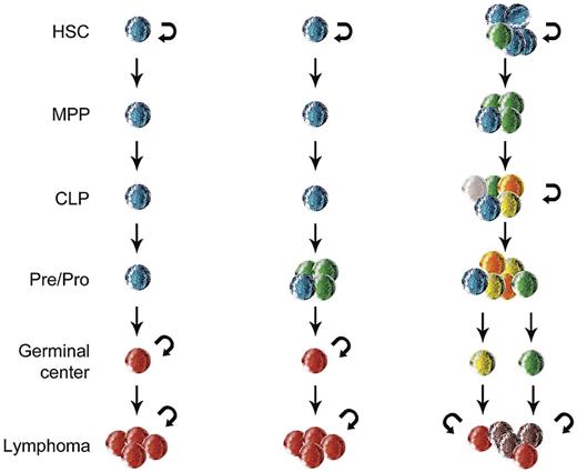 Figure 2. Three models of lymphoma ontogeny. In the first model (left), a normal lymphocyte acquires the full complement of alterations at a single stage of maturation that corresponds to the lymphoma phenotype. In the second model (center), 1 or more initiating events occur during early lymphoid maturation and the remaining alterations develop at a stage corresponding to the lymphoma phenotype. In the third model (right), the initial alterations are acquired within hematopoietic stem cells that acquire additional alterations at multiple stages of differentiation. At some stages, the cells have self-renewal capacity (indicated by semicircular arrows) that promotes further clonal heterogeneity, as indicated by cells of multiple colors. MPP indicates multipotent progenitor; and CLP, common lymphoid progenitor.
