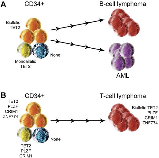 Figure 3. Mutations within CD34+ cells in lymphoma and AML. (A) CD34+ cells from a patient with B-cell lymphoma and AML carried 0, 1, or 2 mutations in TET2. (B) CD34+ cells from a patient with T-cell lymphoma that harbored biallelic TET2 mutations carried only 1 mutation in TET2 and either 3 or 4 additional mutations that were identified in the lymphoma.