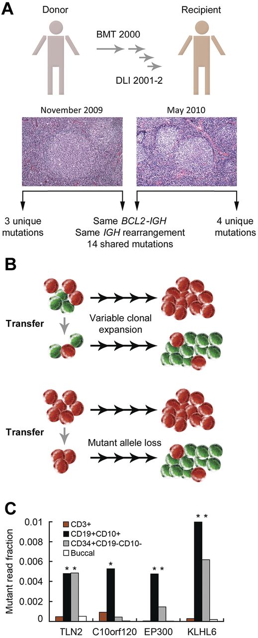 Figure 4. Molecular ontogeny in donor-derived FL. (A) Bone marrow transplantation (BMT) and DLIs were performed for chronic myelogenous leukemia. FL developed concurrently in the recipient and the donor. Sequencing of both FLs identified shared and disparate mutations. (B) Models for subclonal loss of the CTSS mutation from the recipient's FL. (C) Ultra-deep sequencing of sorted populations from the DLI. DNA from the donor's buccal swab (buccal) was used for germline material. *P < .01 versus with buccal for the same mutation.