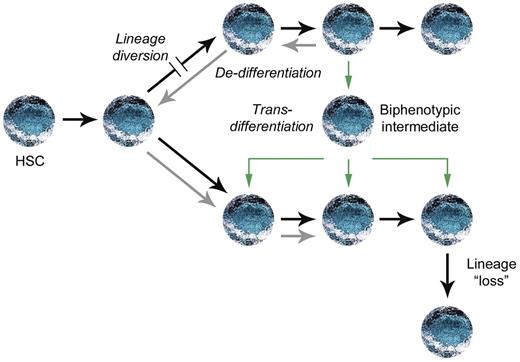 Figure 5. Possible pathways for aberrant lineage modification.63 A block in one lineage could result in lineage diversion to another lineage before commitment. Alternatively, committed progenitors could either undergo dedifferentiation followed by redifferentiation (gray arrows) or directly trans-differentiate through a biphenotypic intermediate. Alterations within a committed progenitor could also result in the loss of lineage-specific markers without dedifferentiation, as described in Hodgkin lymphoma.