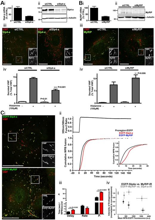 Figure 4. Slp4-a and MyRIP have opposing effects on WPB exocytosis and VWF secretion. Quantification of mRNA for Slp4-a (Ai) and MyRIP (Bi) after nucleofection with either control (siCTRL) or specific KD oligos as indicated. mRNA was depleted by 65% ± 3% (Ai) or 67% ± 3% (Bi) in KD compared with control. Data were pooled from 3 independent experiments. (Aii,Bii) Immunoblots for Slp4-a or MyRIP, respectively, after nucleofection with either control (siCTRL) or specific KD oligos as indicated. Data are representative of 3 independent experiments. Position of molecular weight markers (kDa) are shown to the left and α-tubulin used as loading control. (Aiii,Biii) Immunostaining of HUVECs for Slp4-a (rabbit Ab, green) and VWF (sheep Ab, red; Aiii) or MyRIP (goat Ab; green) and VWF (rabbit Ab, red; Biii) in control or after KD as indicated. Scale bars represent 10 μm. (Aiv,Biv) Histamine-evoked VWF secretion, quantified by ELISA, from HUVECs nucleofected with control, Slp4-a (Aiv) or MyRIP (Biv) siRNA oligos as indicated. White and gray bars represent unstimulated (vehicle alone) and histamine-stimulated conditions, respectively. Data were pooled from 3 independent experiments. A small but significant decrease in basal release was seen with Slp4-a KD (siCTRL, 0.9% ± 0.08% vs siSlp4-a, 0.57% ± 0.1% of total VWF, P = .01) and a trend to an increase in basal secretion for MyRIP KD (siCTRL, 0.27% ± 0.07% vs siMyRIP, 0.43% ± 0.15% of total VWF), although the latter did not reach significance (P = .4). (Ci) HUVECs expressing EGFP-Slp4-a (top, green) or EGFP-MyRIP (bottom, green) 24 hours after nucleofection and immunolabeled for VWF (sheep Ab; red). Grayscale images are from regions indicated by white boxes. Scale bars represent 20 μm. (Cii). Top: Fura-2 fluorescence ratio showing intracellular Ca2+ rise. Bottom: Cumulative plot of WPB fusion event times, normalized by their total number, in Proregion-EGFP- (black, 46 cells, 2151 fusion events), EGFP-Slp4-a– (red, 15 cells, 849 fusion events), and EGFP-MyRIP–expressing cells (blue, 21 cells, total absence of fusion events). Inset: The initial period after stimulation on an expanded time scale. (Ciii) Mean delays (seconds), maximal rates of exocytosis (WPBs/second), and probabilities of WPB exocytosis, Pr, (percent, note broken Y scale) for Proregion-EGFP (black) or EGFP-Slp4-a–expressing cells (red). (Civ) Relationship between the average intensity of endogenous WPB-Slp4-a-IR (gray) or endogenous WPB-MyRIP-IR (black) and WPB-EGFP FI (determined for individual WPBs) in cells expressing EGFP-MyRIP or EGFP-Slp4-a, respectively. In each cell (n = 32, EGFP-MyRIP; n = 30, EGFP-Slp4-a), at least 15 WPBs were quantified to determine the intensity of WPB-IR and EGFP fluorescence. WPB-IRs were scaled to the mean intensity of IR for each antigen in nonexpressing cells (n = 40) within the same experiment.