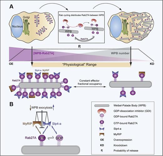 Figure 7. Slp4-a and MyRIP acting via Rab27A control the probability of WPB exocytosis independently of WPB pool size. (A) Rab27A cycles between the cytosol and the WPB membrane, a process thought to be dependent on GDP-dissociation inhibitor (GDI; rectangular insert, cellular components are not drawn to scale). Rab cycling distributes Rab27A approximately evenly between all WPBs within the cell. Because the cellular content of Rab27A remains constant in culture, increases in WPB pool size (gray gradient) over a “Physiologic range” (beige bar) result in a decrease in the amount of Rab27A on individual WPBs (purple gradient). The probability of WPB release (Pr, dashed line) remains constant over this “Physiologic range” of WPB pool sizes, indicating that the control of WPB exocytosis cannot solely depend on the absolute amount of WPB-Rab27A. As long as the cellular content of Rab27A (and its effectors) remains constant, the steady-state fractional occupancy of Rab27A by its effectors will also be constant, irrespective of the absolute Rab27A concentration on individual WPBs. This raises the possibility that the fractional occupancy of Rab27A by its effectors, rather than just the absolute amount of these molecules, sets the Pr. Substantial depletion (by KD, extreme right of panel A) or high overexpression (OE, extreme left in panel A; data not shown) of Rab27A results in a reduction in Pr. (B) WPB exocytosis is determined by the balance of occupancy of WPB-Rab27A by negative (MyRIP that binds only GTP-Rab27A) and positive (Slp4-a that binds both GTP- and GDP-Rab27A) effectors. Manipulations that alter either effector concentration or cellular Rab27A levels can perturb the fractional occupancy of WPB-Rab27A by its effectors, resulting in changes (small vertical arrows) in the probability of WPB exocytosis.