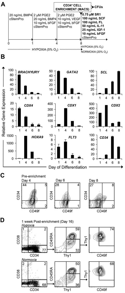 Figure 4. SR1 maintains and expands MniPSC-derived CD34+ HPCs purified by MACS enrichment. (A) Schematic of MniPSC HPC cell differentiation, enrichment, and expansion. MniPSC Line 7 (Passage 54) cells were aggregated and induced toward differentiation as shown in Figure 3. On day 9 of induction, cells were purified by MACS with anti–human CD34 antibody (clone 12.8). The CD34+ fraction was then cultured under hypoxic (5% O2) or normoxic (20% O2) conditions in cStemPro containing the indicated cytokines and 0.75μM SR1 for HPC expansion. (B) qRT-PCR–based expression of hematopoietic specific genes on days 1, 4, 6, and 8 of hematoendothelial differentiation. Expression levels are relative to β-actin and calibrated to undifferentiated MniPSCs. Error bars indicate SD of mean of triplicate samples from 1 representative experiment of 3. (C) Flow cytometry analysis of CD34 and CD49f coexpression on days 4, 6, and 8 of differentiation before enrichment by MACS. (D) Flow cytometry analysis of putative LT-HSCs (CD34+CD38−Thy1+CD45RA−CD49f+) after a 1-week expansion in SR1 under hypoxic (top) or normoxic (bottom) conditions. Fold expansion of total CD34+CD38−Thy1+CD45RA−CD49f+ cells: 1.1 (hypoxia), 3 (normoxia).