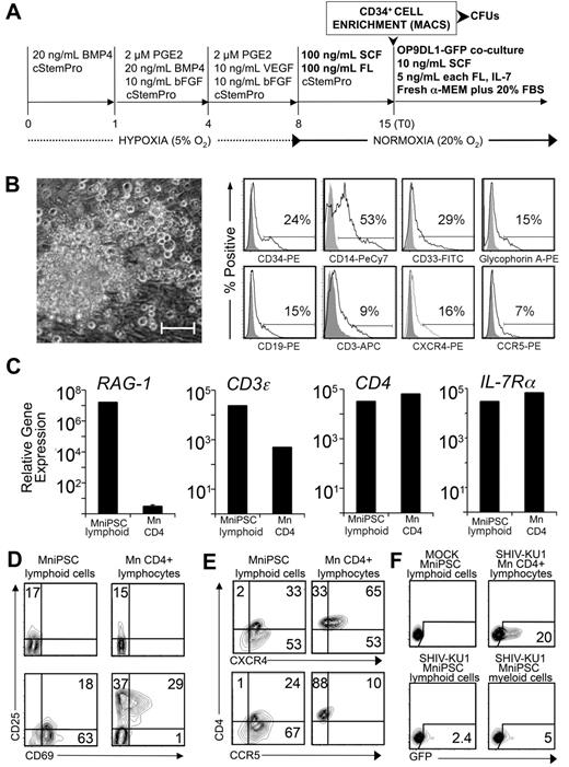 Figure 5. MniPSC-derived CD34+ HPCs exhibit myeloid and lymphoid differentiation potential. (A) Schematic of differentiation. MniPSC Line 7 cells (Passage 18) were induced according to the optimize protocol outlined in the previous figure schema. On day 8, EBs were replated in cStemPro plus SCF and FL for HPC expansion. On day 15, CD34+ cells were MACS purified and plated into Methocult (myeloid CFU assays) or into stromal cell coculture with OP9 cells that express GFP and the Notch ligand Delta-Like 1 (OP9DL1-GFP). To induce lymphoid differentiation, cells were cultured in freshly prepared α-MEM containing FBS, SCF, FL, and IL-7. T0 indicates the starting time point for lymphocyte differentiation. (B) Myeloid phenotype of MniPSC-derived hematopoietic progeny. Left, Representative CFU-M colony differentiated from day 14 CD34+ HPC cells. Colonies were imaged on a Nikon Eclipse Ti-M (TiSR) microscope and photographed with a Nikon camera, in Methocult (20× objective). Scale bar = 100 μm. Right, Flow cytometry analysis of myelomonocytic hematopoietic colonies isolated from Methocult. Myelomonocytic colonies from day 14 MniPSC line 7 CD34high HPCs were isolated from Methocult after CFU scoring on day 24 and analyzed. Gray histograms indicate isotype controls for the indicated fluorophores. (C) qRT-PCR–based expression analysis of T lymphocyte–specific genes in MniPSC-derived lymphoid cocultures (day 30 of lymphoid differentiation). Gene expression also was assessed in CD4+ lymphocytes purified from macaque peripheral blood mononuclear cells and corrected for OP9DL1 stromal cell gene expression. Gene expression levels are relative to β-actin and calibrated to levels detected in undifferentiated MniPSCs. Error bars indicated the SD of the mean of quadruplicate samples. (D) Up-regulation of early activation markers in MniPSC lymphoid cells. Macaque (Mn) CD4+ lymphocytes and day 45 MniPSC lymphoid cultures were untreated or activated for 24 hours with hIL-2 and CD3/CD28 beads and then analyzed by flow cytometry. (E) Expression of HIV entry coreceptors in activated macaque (Mn) CD4+ lymphocytes and day 45 MniPSC-derived lymphoid cultures. (F) MniPSC-derived myeloid and lymphoid cells support SHIVKU-1 entry and viral replication. GFP expression in Ghost cells cultured with supernatant from CD4+ lymphocytes, MniPSC myeloid and lymphoid cultures infected with SHIV-KU1 after virus washout.