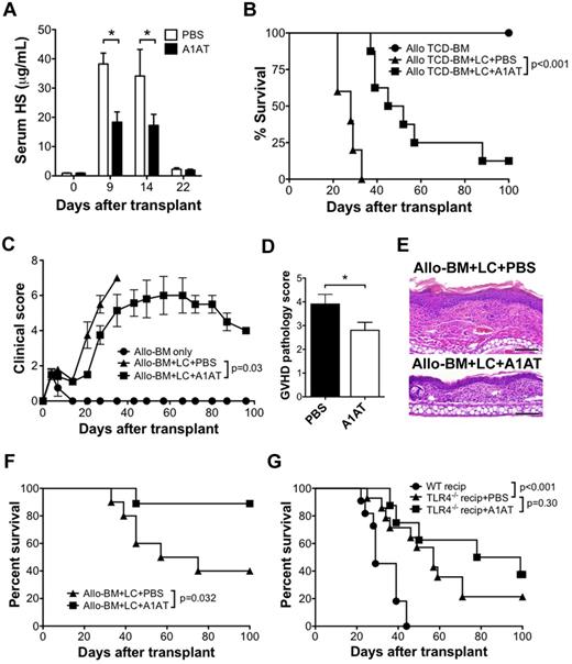 Figure 4. A1AT decreases serum HS levels and improves the outcome of GVHD after allo-HSCT. (A) Serum HS concentrations were determined by ELISA at the indicated time points after allo-HSCT (B10.D2→BALB/c; 1 × 107 B10.D2 TCD-BM and 5 × 106 B10.D2 LC) treated with A1AT (2 mg) or PBS every 3 days by intraperitoneal injection, starting 1 day before transplantation; n = 3 per data point (*P < .05). Survival (B) and GVHD clinical score (C) of allo-BM only (n = 5) or allo-BM + LC treated with A1AT (n = 8) or PBS (n = 5). Data are from 1 of 2 independent experiments with identical results. GVHD pathology score (D) and representative H&E histology (E) of BALB/c recipients of B10.D2 (allo) TCD-BM + LC treated with PBS or with A1AT (n = 6 per group; bar denotes 100 μm (*P = .05). The micrographs were taken from H&E sections (200× magnification) using the 20× PlanApochromatic objective with an Olympus Vanox-AHBS-3 microscope. The camera used is Olympus DP-70 with its own acquisition software. (F) Survival of lethally irradiated C57BL/6 recipients of 1 × 107 C3H.SW TCD-BM (allo-BM) and 5 × 106 C3H.SW LC administered A1AT (n = 10) or PBS (n = 9). (G) Improvement in GVHD survival by A1AT is dependent on host TLR4 expression. Survival of BALB/c recipients of allo-BM + LC from B10.D2 donors (n = 11) and TLR4−/− BALB/c recipients of allo-BM + LC from B10.D2 donors administered A1AT (n = 8) or PBS (n = 14) every 3 days by intraperitoneal injection, starting 1 day before transplantation.