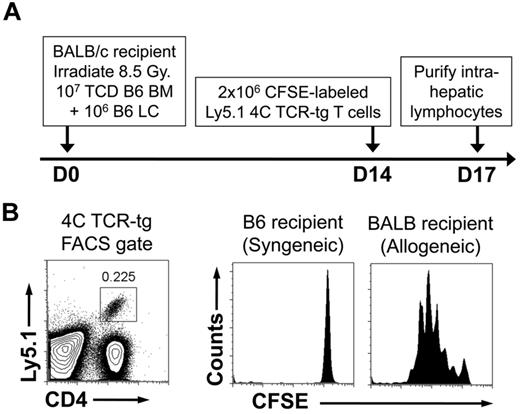 Figure 6. Persistence of recipient MHC class II–expressing cells after allogeneic HSCT. Lethally irradiated C57BL/6 recipients received 107 TCD-BM + 106 LC from either allogeneic BALB/c donors or syngeneic C57BL/6 donors. Fourteen days after transplant, recipient mice were injected with 2 × 106 CFSE-labeled lymphocytes from 4C TCR-tg mice (direct allospecificity toward the BALB/c MHC class II molecule I-Ad) that were on the Ly5.1 congenic background. Recipient intrahepatic lymphocytes were harvested 3 days later and FACS-analyzed. (A) Schematic of experiment. (B) FACS gates for detection of 4C TCR-tg T cells and CFSE analysis. Results shown are representative of 4 mice in each group.