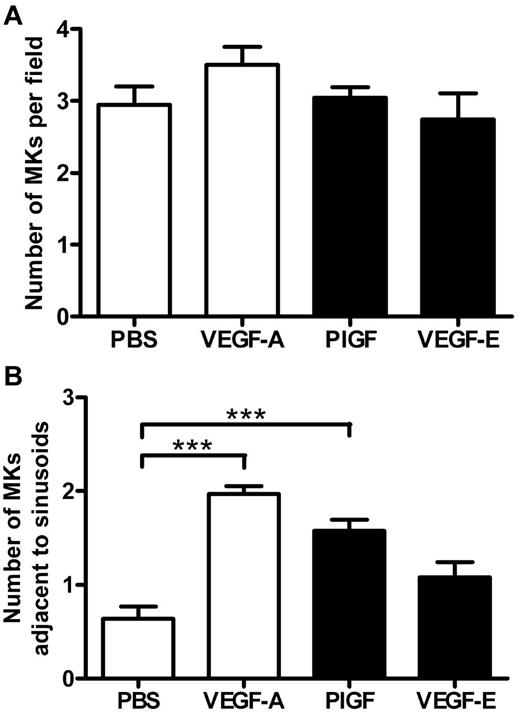 Figure 4. VEGFR1 stimulation redistributes MKs to the vascular niche. Mice were administered either VEGF-A165, PlGF-2, VEGF-E (100 μg/kg intraperitoneally), or vehicle (PBS) each day for 4 consecutive days before femurs were excised for bone marrow histology. (A) Quantification of MKs per field of view, and (B) quantification of the number of MKs adjacent to sinusoidal vessels; n = 5-6 animals per group. Data are expressed as mean ± SEM; ***P < .001 compared with control.
