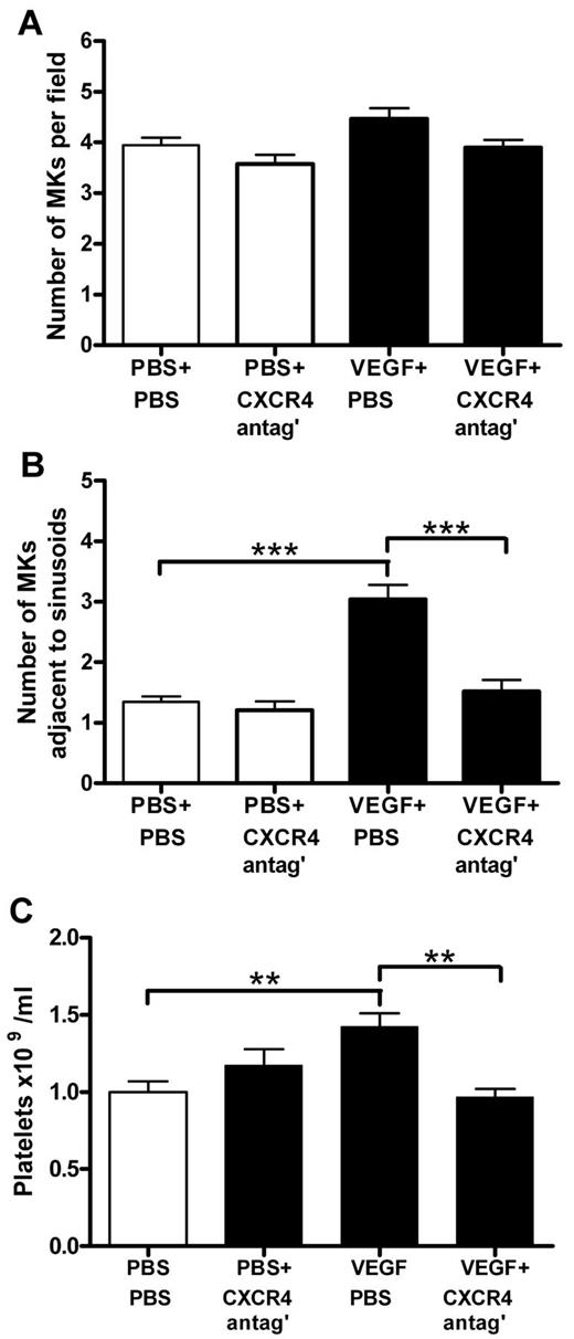 Figure 7. VEGF-A165 increases MK migration to vascular niche via a CXCR4-dependent process. Prolonged CXCR4 antagonism suppresses VEGF-A165–induced thrombocytosis. Mice were administered either VEGF-A165 (100 μg/kg intraperitoneally) or vehicle (PBS) each day for 4 consecutive days. Some groups of mice were administered a CXCR4 antagonist (AMD3100 5 mg/kg) or PBS b.i.d. (bis in die: twice-daily dosing) for the 4 days of VEGF-A165 treatment. Femurs were excised for bone marrow histology, stained with toluidine blue, and then analyzed for the number of MKs (A) per field of view and (B) adjacent to sinusoidal vessels. (C) Circulating platelet numbers were enumerated 24 hours after last growth factor administration. Data are expressed as mean ± SEM; n = 5-6 animals per group; **P < .01 and ***P < .001 compared with control or as indicated compared with control.