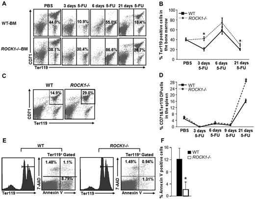 Figure 1. Enhanced recovery of erythroid cells in ROCK1−/− mice in response to 5-FU. (A) Whole BM cells from WT and ROCK1−/− mice were harvested at 0, 3, 6, and 21 days after 5-FU injection. The quadrant in each dot blot indicates the percentage of Ter119-positive cells in WT and ROCK1−/− mice at 0, 3, 6, and 21 days after 5-FU treatment. (B) Line chart represents the mean ± SEM value of percent of Ter119-positive cells in WT and ROCK1−/− BM at indicated time points after 5-FU treatment (n = 8 mice per genotype for the 3 day time point; 3 mice per genotype for the 6 day and 21 day time point, *P < .05). (C) The percentage of CD71/Ter119 double-positive cells in the spleen of representative WT and ROCK1−/− mice is indicated in the top-right quadrant of each dot blot in response to 5-FU at 21 days after 5-FU treatment. (D) Line chart represents the mean ± SEM value of percentage of CD71/Ter119 double-positive cells in spleen of WT and ROCK1−/− mice at 0, 3, 6, 9, and 21 days after 5-FU treatment (n = 8 mice per genotype for the 3 day time point; 3 mice per genotype for the 6 day, 9 day, and 21 day time points, *P < .05). (E) Whole BM cells from WT and ROCK1−/− mice were harvested 6 days after 5-FU injection, stained with anti-Ter119 antibody followed by annexin V and 7-AAD staining. Left panel shows gated histogram representing Ter119-positive cells in WT and ROCK1−/− mice at 6 days after 5-FU treatment. Dot blot in the right panel represents the percentage of annexin V or 7-AAD or double-positive Ter119-positive cells in both genotypes after 5-FU treatment. (F) Bar graph represents mean ± SEM of annexin V–positive cells in the BM of WT and ROCK1−/− mice after 5-FU treatment. (n = 3 mice per genotype, *P < .05).