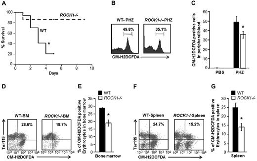 Figure 4. ROCK1-deficient mice display higher survivability and reduced ROS levels in response to stress. Kaplan Meier survival curve of WT and ROCK1−/−mice after PHZ treatment. (A) Seventeen WT mice and 15 ROCK1−/− mice treated with a single intraperitoneal injection of PHZ (90 mg/kg). Data shown is pooled from 3 independent experiments (*P < .05). (B) PB (20 μL) was washed and resuspended in prewarmed PBS and loaded with 10μM 5-(and 6-)-chloromethyl-2′,7′-dichlorodihydrofluorescein diacetate (CM-H2DCFDA) in the dark for 30 minutes at 37°C. A representative histogram shows percentage of ROS probe-positive cells in PB of both genotypes. (C) Bar graph representing the mean ± SD of ROS levels in the peripheral blood of WT and ROCK1−/− mice at 5 days after PHZ treatment (n = 3 mice for each genotype, *P < .05). (D) BM cells (5 × 106) were immunostained for 30 minutes at 4°C with PE-conjugated anti-Ter119 antibody washed and resuspended in prewarmed PBS and loaded with 10μM CM-H2DCFDA in the dark for 30 minutes at 37°C, 5% CO2. Top right quadrant in each dot blot indicates percentage of ROS probe-positive erythroid cells in the BM of both genotypes. (E) Bar graph represents the mean ± SEM of ROS levels in erythroid cells in the BM of WT and ROCK1−/− mice at 5 days after PHZ treatment (n = 3 per genotype, *P < .05). (F) Splenocytes (5 × 106) were immunostained for 30 minutes at 4°C with PE-conjugated anti-Ter119 antibody washed and resuspended in prewarmed PBS and loaded with 10μM CM-H2DCFDA in the dark for 30 minutes at 37°C, 5% CO2. Top right quadrant in each dot blot indicates percentage of ROS probe-positive erythroid cells in spleen of both genotypes. (G) Bar graph represents the mean ± SEM of ROS levels in erythroid cells in the spleen of WT and ROCK1−/− mice, 5 days after PHZ treatment. (n = 3 mice per genotype, *P < .05).
