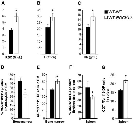 Figure 5. Enhanced stress erythropoiesis in ROCK1−/− mice is cell autonomous. PHZ was administered intraperitoneally (80 mg/kg) to WT recipient mice transplanted with WT or ROCK1−/− BM. Recipient mice were harvested 4 days after PHZ injection, PB (20 μL/mouse) was collected from the tail vein in an EDTA-coated capillary tube from recipient mice. (A) Bar graph represents the mean value ± SD of RBCs (M/μL) in each genotype (n = 3 mice per genotype, *P < .05). (B) Bar graph represents the mean value ± SD of HCT (%) in each genotype (n = 3 mice per genotype, *P < .05). (C) Bar graph represents the mean value ± SD of Hb (g/dL), in each genotype (n = 3 mice per genotype, *P < .05). (D) BM was harvested from transplanted mice 4 days after PHZ treatment. Whole BM cells were washed and resuspended in prewarmed PBS and loaded with 10μM 5-(and 6-)-chloromethyl-2′,7′-dichlorodihydrofluorescein diacetate (CM-H2DCFDA) in the dark for 30 minutes at 37°C. Bar graph representing the mean ± SEM of ROS levels in the WT and ROCK1−/− erythrocytes (n = 3 mice for each genotype, *P < .05). (E) Bar graph represents the mean ± SEM of Ter119/CD71-positive cells in the BM of WT and ROCK1−/− BM recipient mice after PHZ injection. (F) Spleen was harvested from transplanted mice 4 days after PHZ treatment. Splenocytes were washed and resuspended in prewarmed PBS and loaded with 10μM CM-H2DCFDA in the dark for 30 minutes at 37°C. Bar graph represents the mean ± SEM of ROS levels in the WT and ROCK1−/− BM recipient mice (n = 3 mice for each genotype, *P < .05). (G) Bar graph representing the mean ± SEM of Ter119/CD71 double-positive cells in the spleen of WT and ROCK1−/− recipient mice after PHZ injection (n = 3 mice for each genotype, *P < .05).