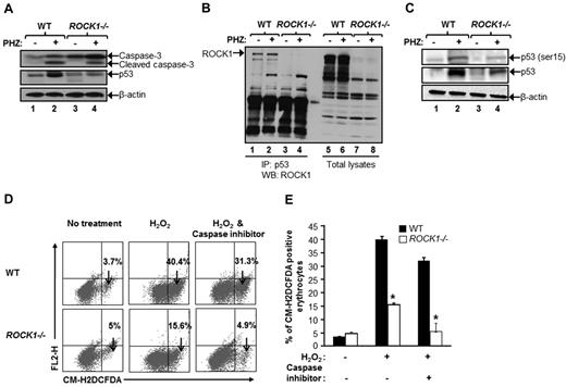 Figure 6. ROCK1 interacts with p53 and regulates p53 levels in splenocytes. (A) PHZ was administered intraperitoneally (80 mg/kg) to WT and ROCK1−/− mice. Spleens were harvested 4 days after PHZ injection and freshly isolated splenocytes were lysed in lysis buffer. Cell lysates were subjected to WB analysis using antibodies against p53 and caspase-3. Arrows show the expression of indicated proteins in WT and ROCK1−/− spleen after PHZ treatment. Bottom panel shows β-actin levels in each lane (n = 3). (B) Freshly isolated splenocytes after PHZ injection were lysed in lysis buffer, and equal amount of lysates derived from untreated and PHZ-treated splenocytes were subjected to immunoprecipitation with an anti-p53 antibody. Western blot analysis was performed using an anti-ROCK1 antibody. Lanes 1 and 2 consist of lysates derived from untreated and PHZ-treated splenocytes from WT mice, respectively; lanes 3 and 4 consist of lysates derived from untreated and PHZ-treated splenocytes from ROCK1−/− mice, respectively. The arrow indicates the interaction of ROCK1 with p53 in WT splenocytes. Total lysates were subjected to Western blot analysis with an anti-ROCK1 antibody. Lanes 5 and 6 consist of lysates derived from untreated and PHZ-treated splenocytes from WT mice, respectively; lanes 7 and 8 consist of lysates derived from untreated and PHZ-treated splenocytes from ROCK1−/− mice, respectively. The arrow indicates the expression of ROCK1 in WT splenocytes (n = 3). (C) Splenocytes harvested after PHZ injection were lysed in lysis buffer, and equal amount of lysates derived from untreated and PHZ-treated spleens were subjected to Western blot analysis with an anti-phospho p53 (ser15) antibody. Lanes 1 and 2 consist of lysates derived from untreated and PHZ-treated splenocytes from WT mice, respectively; lanes 3 and 4 consist of lysates derived from untreated and PHZ-treated splenocytes from ROCK1−/− mice, respectively. The arrow indicates the phospho-p53 (ser15) levels in WT and ROCK1−/− splenocytes; middle panel arrow indicates total p53 levels in both genotypes, and bottom panel indicates β-actin controls in each line before and after PHZ stress. (D) Erythroid progenitor cells derived from the BM of WT and ROCK1−/− mice were cultured for 7 days and treated with 50μM hydrogen peroxide or 2.5μM of caspase inhibitor for 1 hour. Cells were washed and resuspended in prewarmed PBS and loaded with 10μM 5-(and 6-)-chloromethyl-2′,7′-dichlorodihydrofluorescein diacetate (CM-H2DCFDA) in the dark for 30 minutes at 37°C, 5% CO2. Down arrow in each dot blot indicates percentage of ROS probe-positive cells in both genotypes. (E) Bar graph represents the mean ± SD of ROS levels in the WT and ROCK1−/− erythrocytes (n = 6 mice per genotype, *P < .05).
