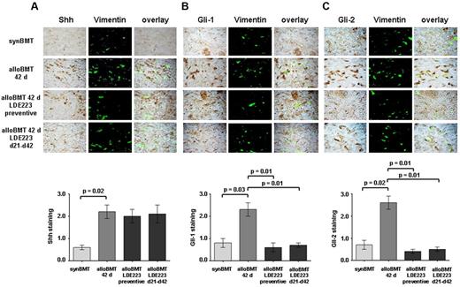 Figure 2. Increased Hedgehog signaling in murine sclerodermatous cGVHD. Shh, Gli-1, and Gli-2 were detected by immunohistochemistry in skin biopsies of syngeneic controls (synBMT), sham-treated mice receiving alloBMT (alloBMT), and recipients treated with LDE223, either in preventive or therapeutic regimens (n = 6 each). Fibroblasts were identified by double staining for vimentin. Representative images of the treatment groups and the control groups are shown at 1000-fold magnification. (A) Shh expression was strongly increased 42 days after alloBMT compared with syngeneic controls. Consistent with the proposed mechanism of action, LDE223 did not affect the expression of Shh in mice receiving alloBMT. (B-C) Gli-1 and Gli-2 signaling was activated in skin of mice receiving alloBMT with increased staining for Gli-1 (B) and Gli-2 (C) compared with syngeneic controls. Preventive treatment as well as treatment of clinically manifest sclerodermatous cGVHD with LDE223 diminished the expression of both Gli-1 and Gli-2. synBMT indicates syngeneic controls; and alloBMT, mice receiving alloBMT.
