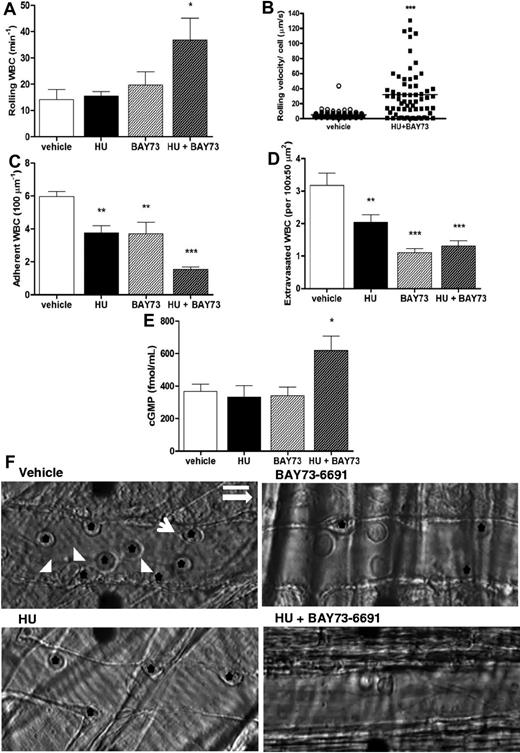 Figure 2. Effects of coadministration of HU and BAY73-6691 on leukocyte recruitment in TNF-α–treated SCD mice. (A) Leukocyte rolling; (B) leukocyte rolling velocity (velocity of each leukocyte observed; n = 64-82 venules from 3-4 mice per group); (C) leukocyte adhesion, and (D) leukocyte extravasation (n = 5-7 mice per group for A-C-D). (E) Plasma cGMP levels at the time of death/sacrifice as determined by ELISA (n = 5-6 mice per group; *P < .05, **P < .01, ***P < .001). (F) Representative images of SCD mice venules at 180 minutes after TNF-α stimulation. Black stars indicate adherent leukocytes; white arrowheads, RBCs; and white arrow, RBC-WBC interaction. The longer white arrow indicates the direction of blood flow. Scale bar: 10 μm.