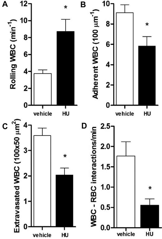 Figure 3. Effects of oral administration of hydroxyurea on leukocyte recruitment in TNF-α–treated SCD mice. HU (250 mg/kg) was given orally to SCD mice at the time of TNF-α administration. (A) Leukocyte rolling; (B) adhesion; (C) extravasation; and (D) quantification of RBC-WBC interactions were determined at 180 minutes after TNF-α (*P < .05 compared with vehicle; n = 3-5 mice per group).